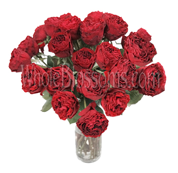Velvety red Eternity garden rose with deep ruffles, ideal for weddings, passionate bouquets, or luxurious flower gifts.
